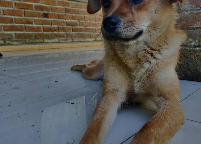 Dina